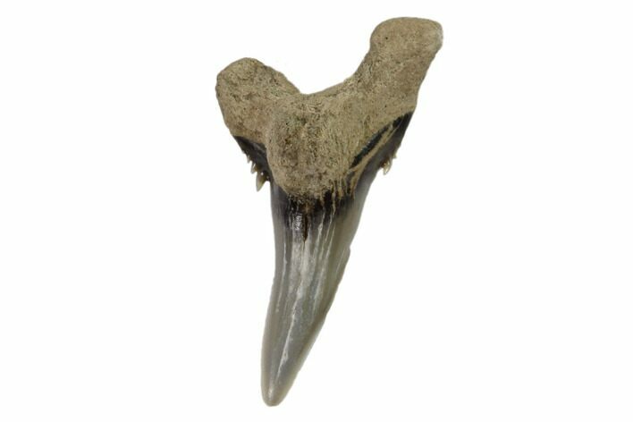Lower Shark Tooth Fossil (Hemipristis) - Virginia #102208